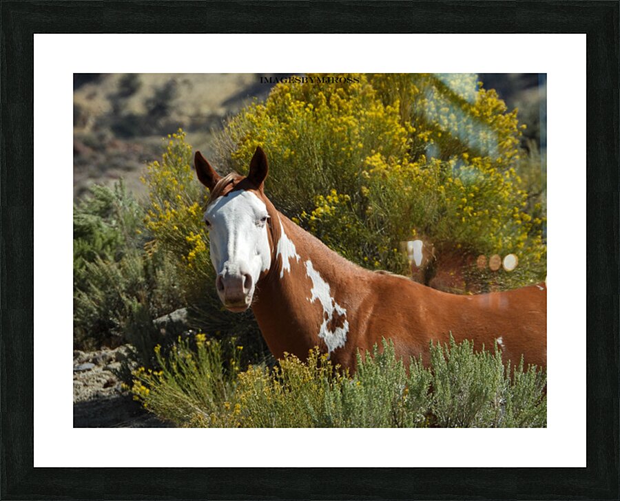 Nevada Mustang 2 7 Picture Frame print