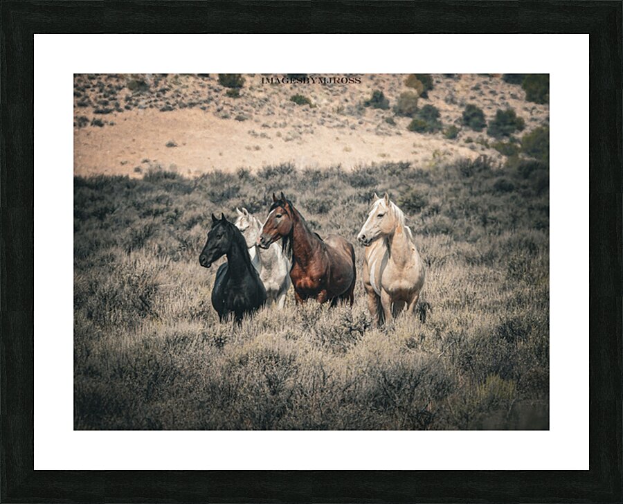 Nevada Mustang 3 1 Picture Frame print