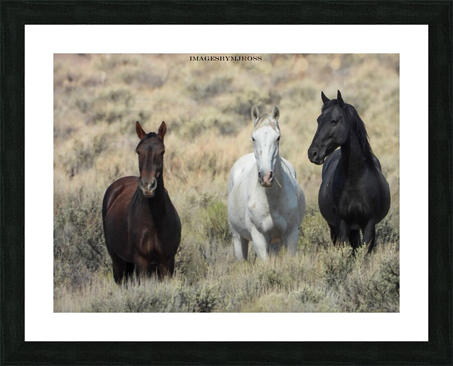 Nevada Mustang 3 2 Picture Frame print