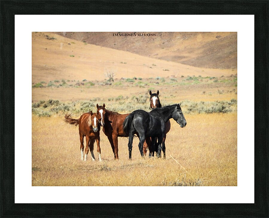 Nevada Mustang 3 3 Picture Frame print