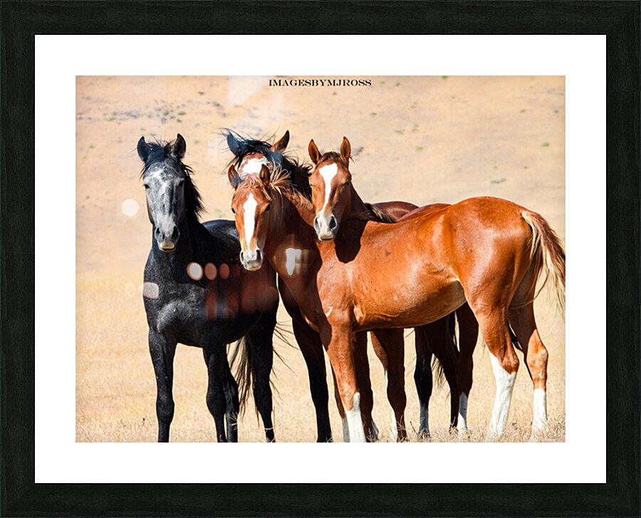 Nevada Mustang 3 5 Picture Frame print
