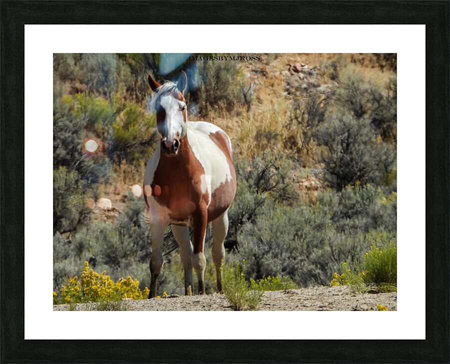 Nevada Mustang 3 6 Picture Frame print