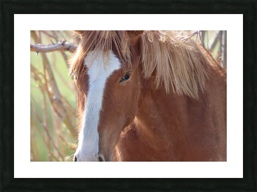 Nevada Wild 12 1 Picture Frame print