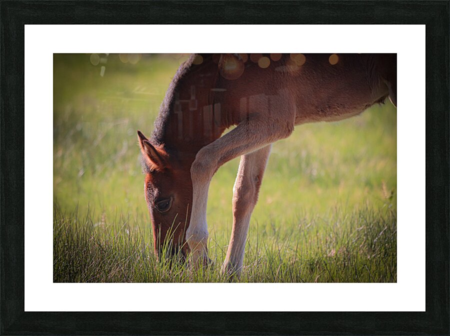 Nevada Wild 13 1 Picture Frame print