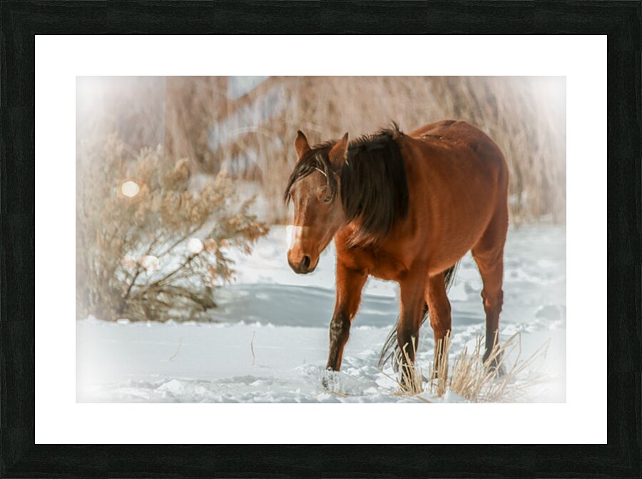 Nevada Wild Winter2 1 Picture Frame print