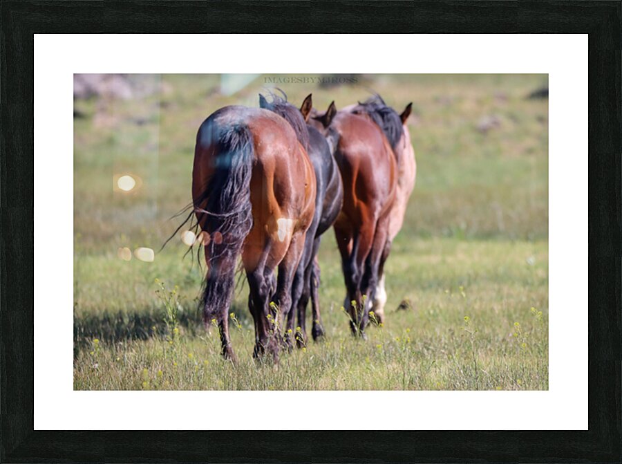 Nevada Wild 14 1 Picture Frame print