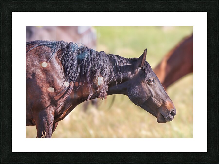Nevada Wild 165 2 Picture Frame print