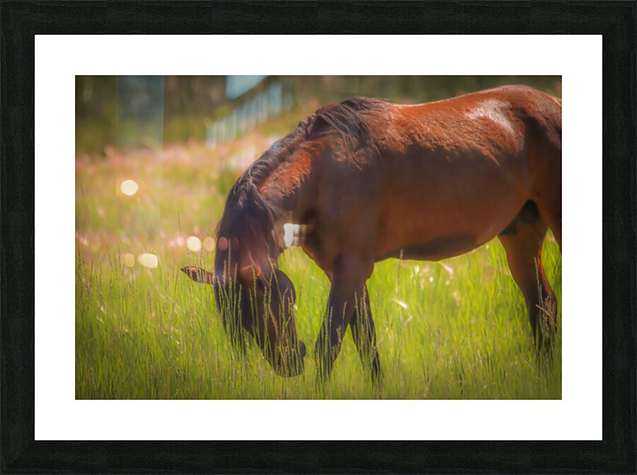 Nevada Wild 165 1 Picture Frame print
