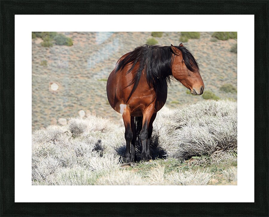 Nevada Wild 165 1 Picture Frame print