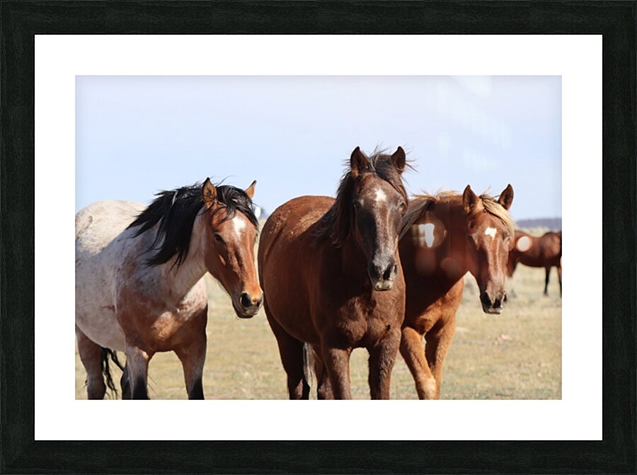 Nevada Wild 165 1 Picture Frame print