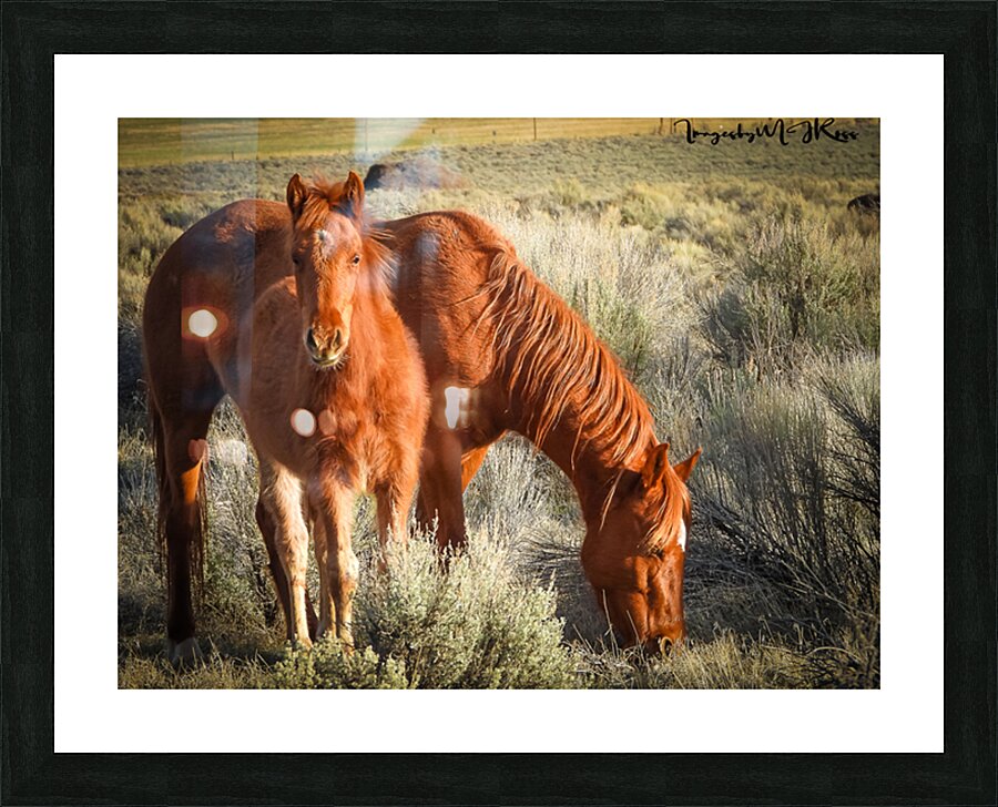 Nevada Wild 165 1 Picture Frame print