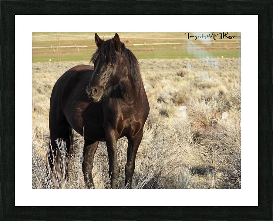 Nevada Wild 165 1 Picture Frame print