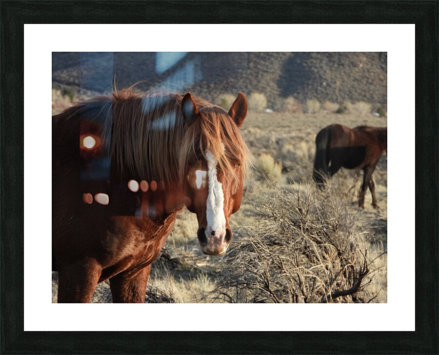 Nevada Wild 165 1 Picture Frame print
