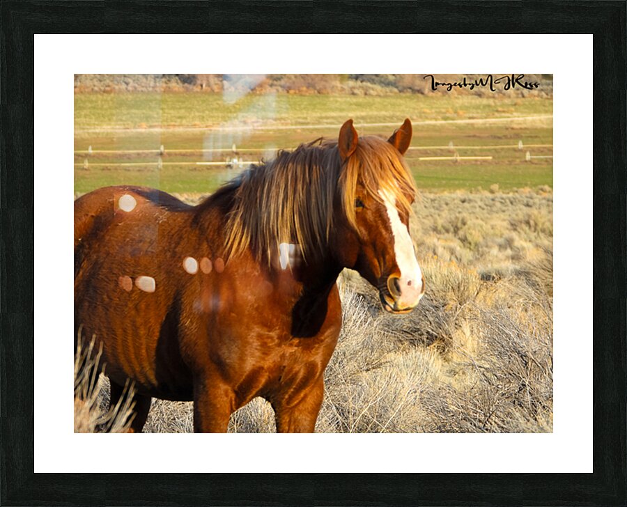 Nevada Wild 165 1 Picture Frame print