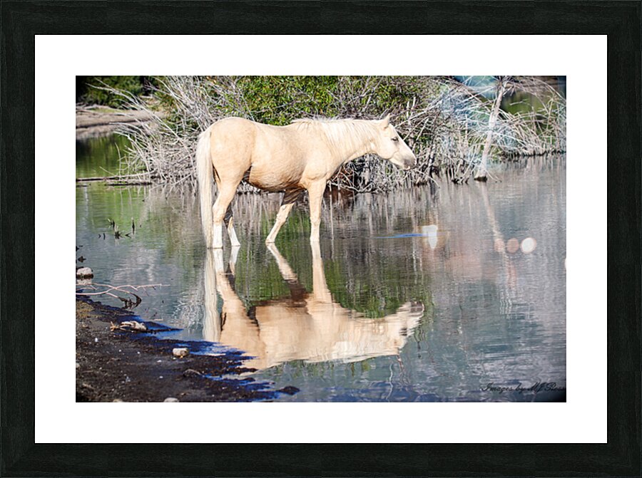 Nevada Wild 165 1 Picture Frame print