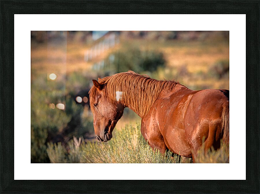 Nevada Wild 165 1 Picture Frame print