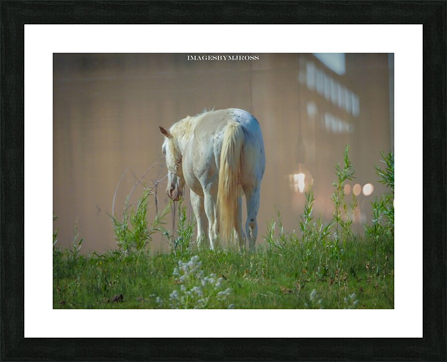 Nevada Wild 165 1 Picture Frame print