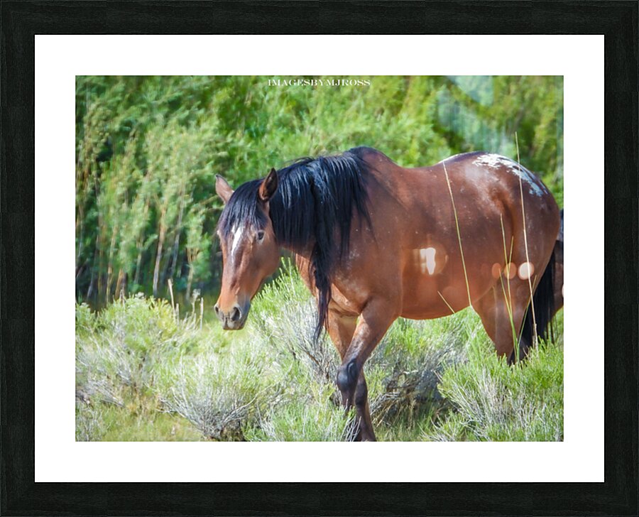 Nevada Wild 165 1 Picture Frame print