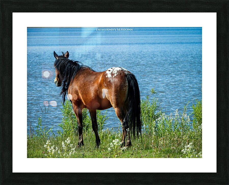 Nevada Wild 165 1 Picture Frame print
