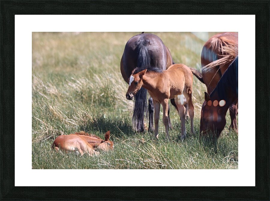 Nevada Wild 165 1 Picture Frame print