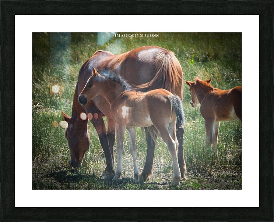 Nevada Wild 165 1 Picture Frame print