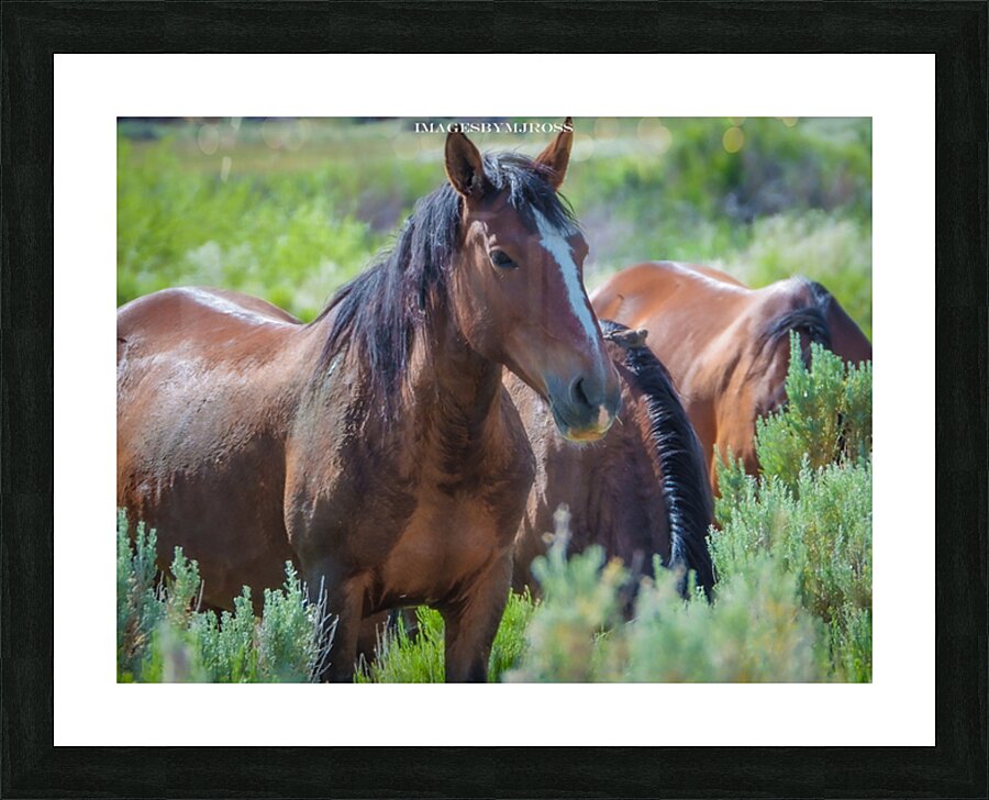 Nevada Wild 165 1 Picture Frame print