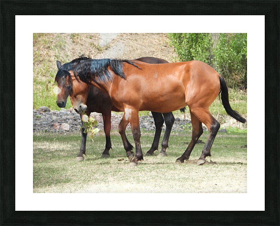 Nevada Wild 165 1 Picture Frame print