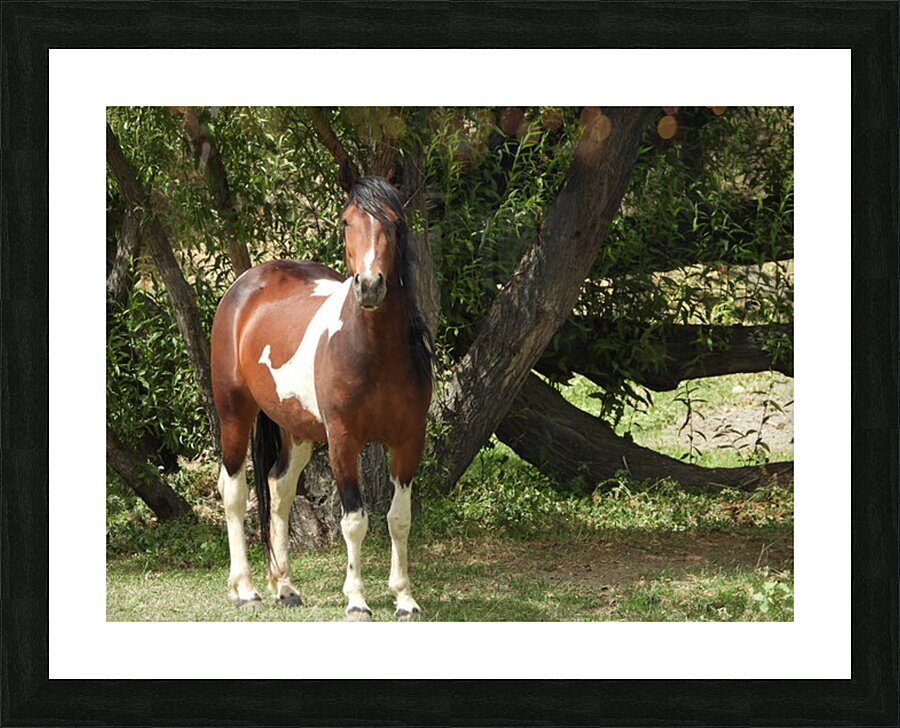 Nevada Wild 165 1 Picture Frame print