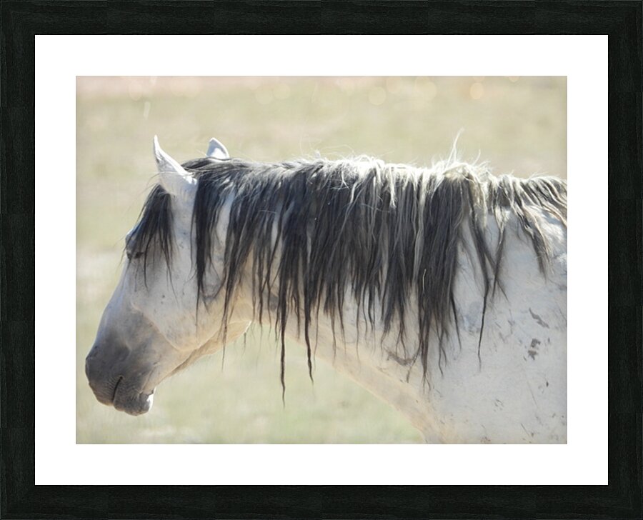 Utah Onaqui Wild Horses Picture Frame print