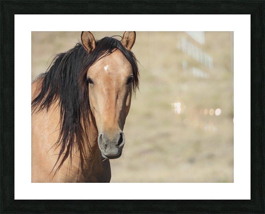 Nevada Wild 165 1 Picture Frame print