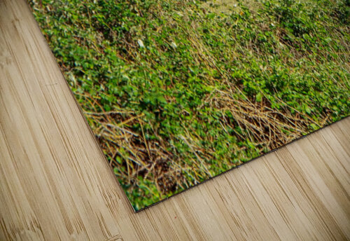 Barn Life ImagesbyMJRoss puzzle