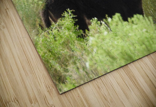 Marietta Wild Burro Range HMA 1 ImagesbyMJRoss puzzle