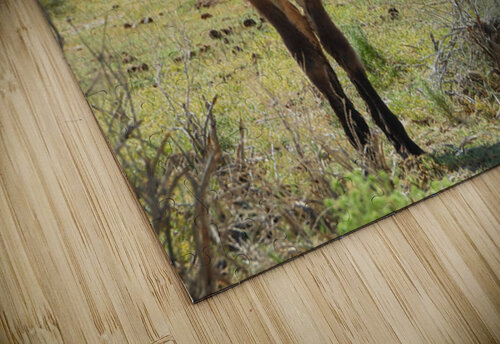 Marietta Wild Burro Range HMA 1 ImagesbyMJRoss puzzle