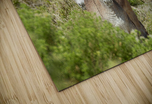 Marietta Wild Burro Range HMA 1 ImagesbyMJRoss puzzle