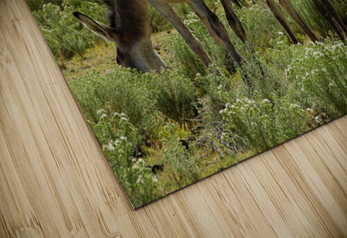 Marietta Wild Burro Range HMA 1 ImagesbyMJRoss puzzle