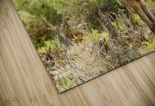 Marietta Wild Burro Range HMA 1 ImagesbyMJRoss puzzle