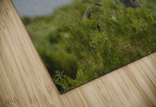 Marietta Wild Burro Range HMA 1 ImagesbyMJRoss puzzle