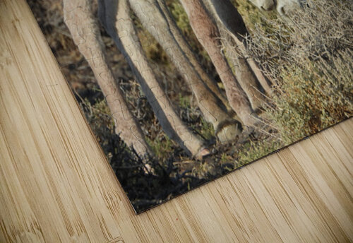 Marietta Wild Burro Range HMA 2 ImagesbyMJRoss puzzle