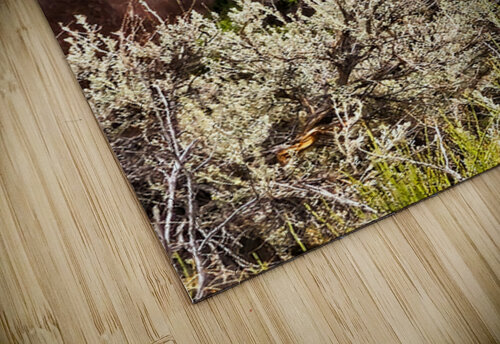 Nevada Mustang series2 ImagesbyMJRoss puzzle