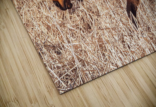 Nevada wild 5 ImagesbyMJRoss puzzle