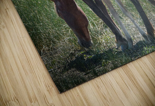 Nevada Wild 165 1 ImagesbyMJRoss puzzle