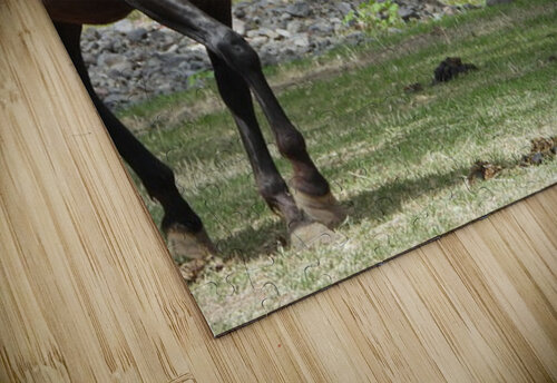 Nevada Wild 165 1 ImagesbyMJRoss puzzle