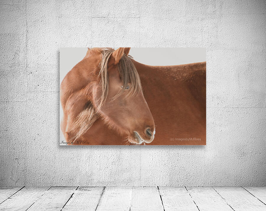 Wild Horse Winter  Wall Preview