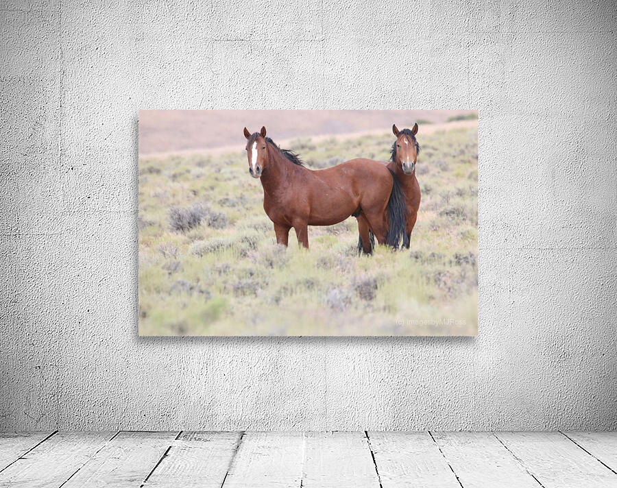 Wild Horse Nevada Series 8 Wall Preview