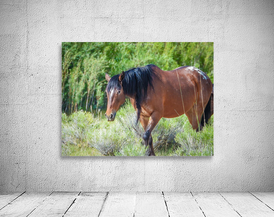 Wild Horse Nevada Series 11 Wall Preview