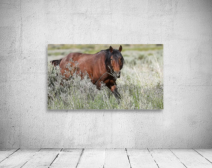 Wild Horse Nevada Series 12 Wall Preview
