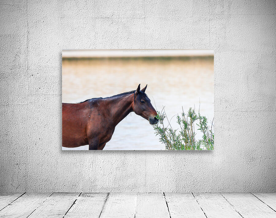 Wild Horse Series Nevada 14 Wall Preview
