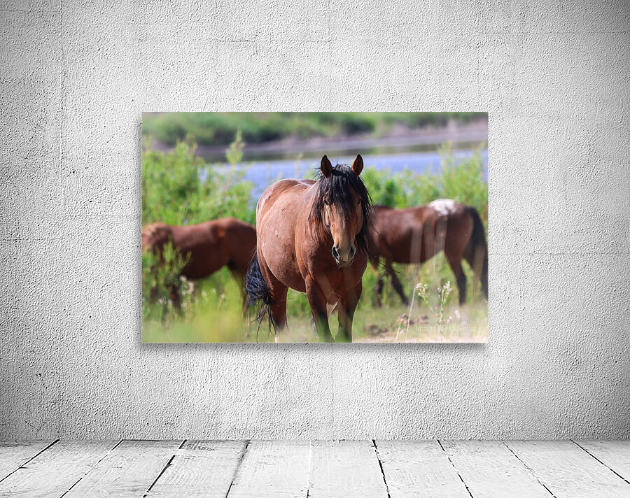 Nevada Virginia Range Series Wall Preview