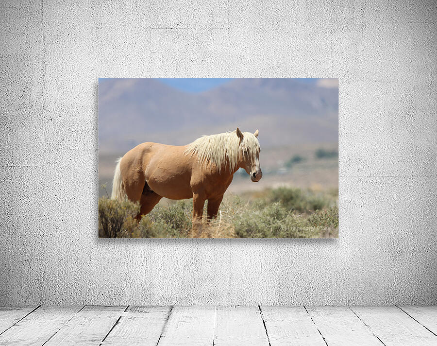 Nevada Virginia Range Series 9 Wall Preview