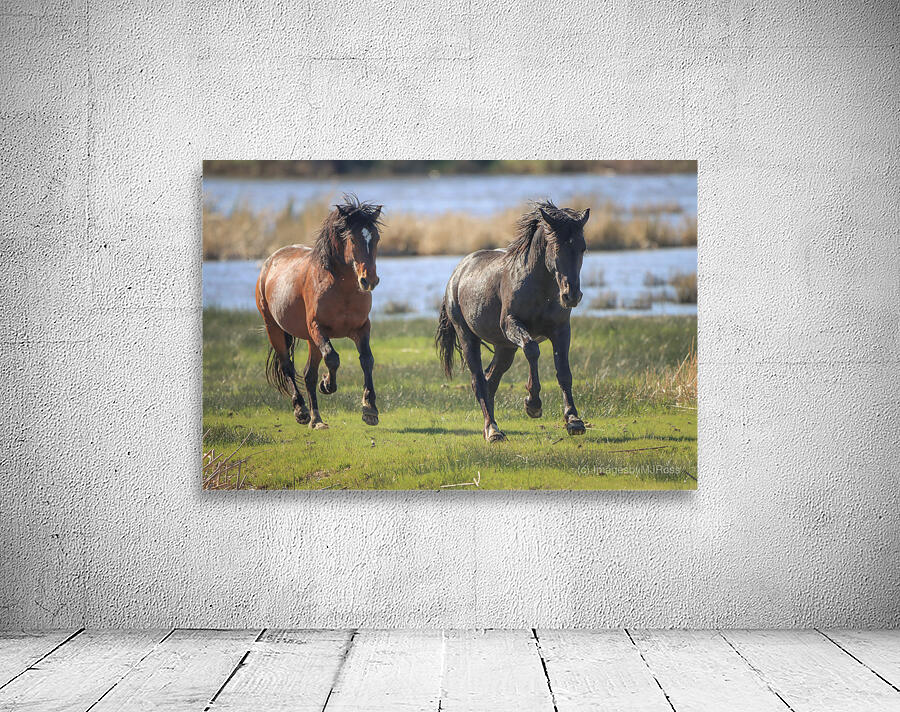 Nevada Virginia Range Series 14 Wall Preview